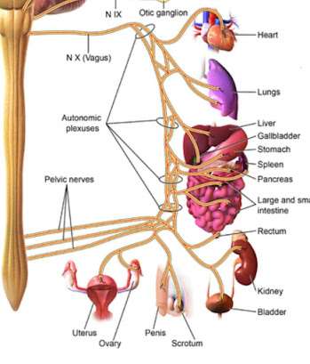 VAGUS NERVE STIMULATION: A NATURAL WAY OF PHYSICAL AND MENTAL HEALTH.