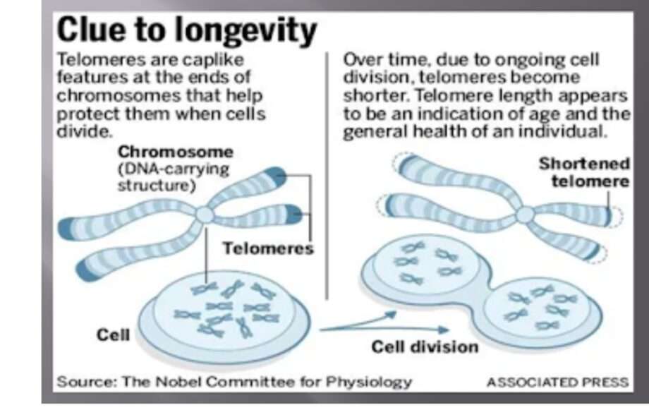 YOUR LIFE SPAN DEPENDS ON THE LENGTH OF YOUR TELOMERE.